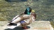 un canard